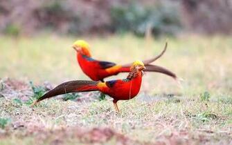 Golden Pheasant HD Wallpaper