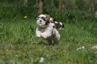 Shih Tzu Dog Photo And Wallpaper Beautiful Running