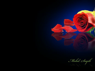 Rose Desktop Wallpaper By Designsmart