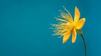 Photo Blue Yellow Flower Macro Desktop Background Max Lovely