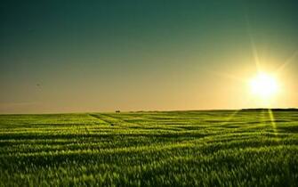 Grain Wallpaper