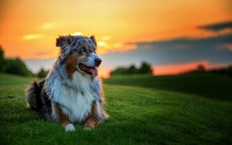 Wallpaper HD Beautiful Australian Shepherd Expert
