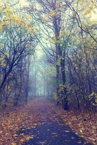 Forest iPhone 4s Wallpaper iPad