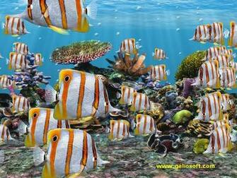 Moving Copperbanded Butterfly Fish Screensaver And Wallpaper