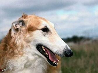 Borzoi Dog Face Photo And Wallpaper Beautiful