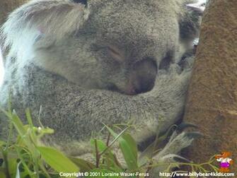 Billybear4kids Desktop Wallpaper Koala Mvc 004f Html