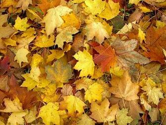 Windows Autumn Desktop Background Paos