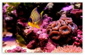 Reef Fish HD Wallpaper For Standard Fullscreen Uxga Xga Svga
