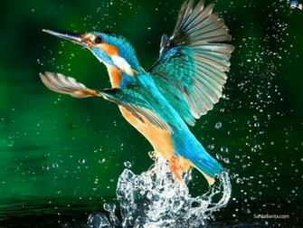 Full HD Wide Nature Wallpaper Image I Beautiful Photos
