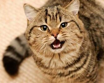 Full And Wild Cat HD Wallpaper With