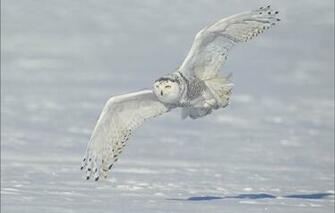 Wallpaper Snowy Owl Wings Snow Winter Flight
