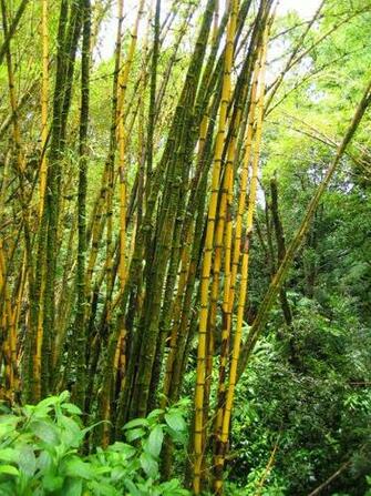 Bamboo Wallpaper HD Topwallpaper