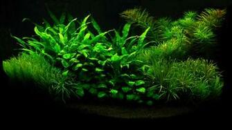 Aquarium Wallpaper