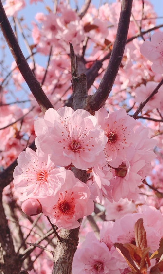 Pink Cherry Blossom Wallpaper