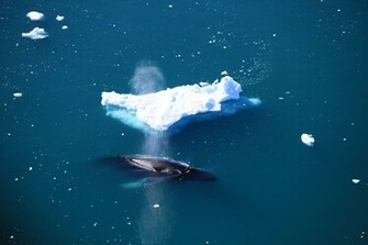 Beautiful Wallpaper Iceberg