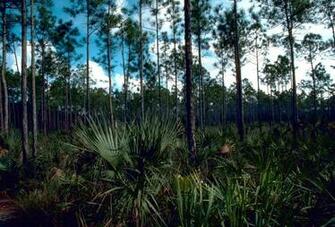Everglades National Park By Glory Zhang On Prezi