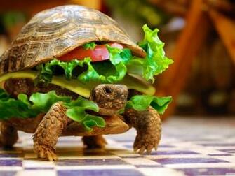 Turtle Burger Wallpaper 544fe5eab94e8 Jpg