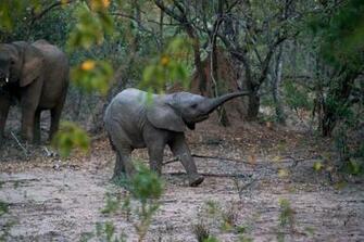 Indian Elephant Pictures Image Stock