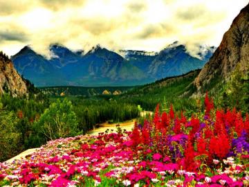 Spring Mountain Flowers For Your Desktop