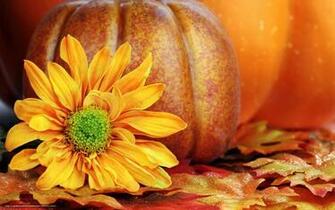 Wallpaper Flower Yellow Petals Pumpkin Desktop