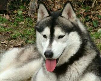 Siberian Husky Desktop Wallpaper