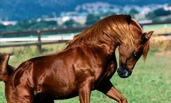 Wallpaper Of Horse For Fans Horses