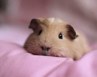 Guinea Pig Computer Wallpaper Desktop Background Id