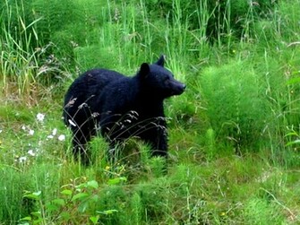 Black Bear Wallpaper Weddingdressin