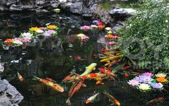 Ing Koi Pond Wallpaper Desktop Background Featuring The