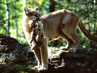 Photography Moments Animal Mother And Baby