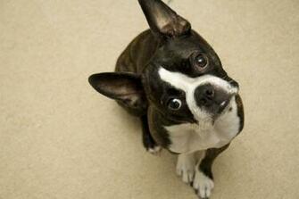 Boston Terrier Wallpaper