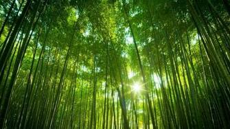Trippy Forest Wallpaper Image