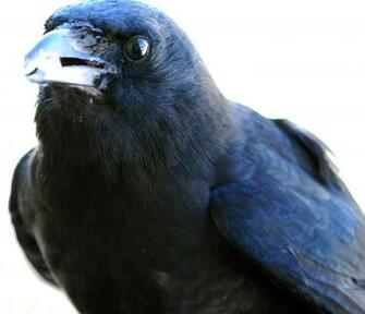 Crow Bird Wallpaper The Didn T Fly Away Like