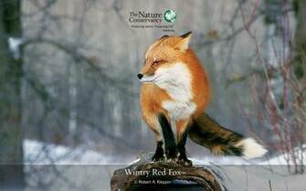 Description Red Fox Wallpaper Is A Hi Res For Pc Desktops