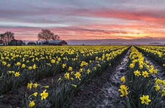 Skagit Valley Tulip Festival Andy Porter Image