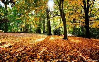 Wallpaper Nature Sunshine And Trees