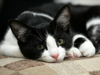 Cats Image Black White Cat HD Wallpaper And Background Photos