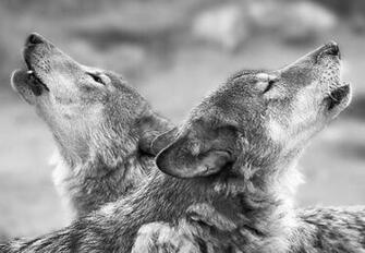 Dog Background Lovely Image Eye Wallpaper Of HD Primary Animals