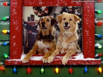 Christmas Dogs Wallpaper Gift And Dog