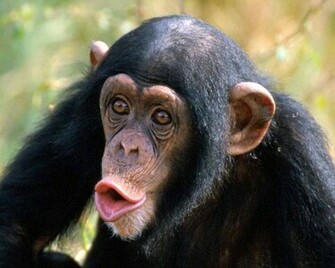 Ape A