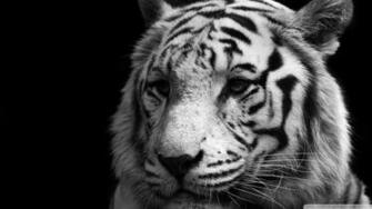 Black And White Tiger Wallpaper