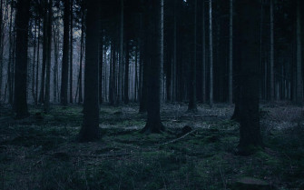 Dark Green Forest Wallpaper