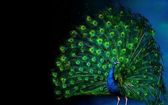 Peacock Luminous Feathering Wallpaper