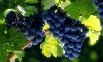 Delicious Grapes Wallpaper HD Desktop Background