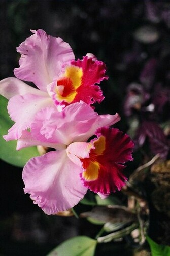 Tropical Hawaiian Flower Pictures Wallpaper