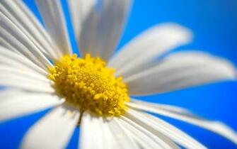 Ubuntu Daisy Wallpaper Stock Photos