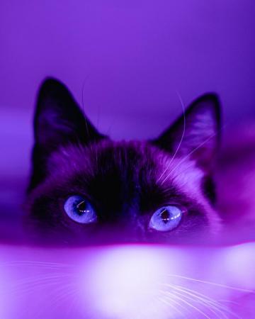 Purple Wallpaper HD Hq