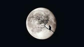 Moon Night Cat Tree Magic Sky Wallpaper