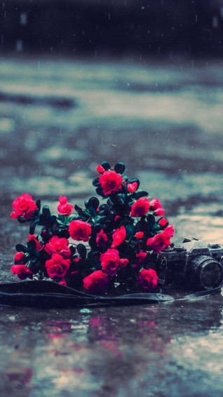 Top Most Beautiful Rain Wallpaper Full HD 4k To Use