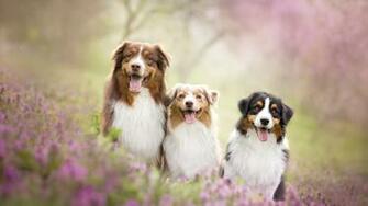 Summer Dog Friends Wallpaper HD